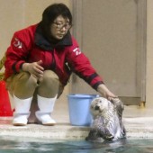 Rái cá biển có thể biến mất khỏi thủy cung Nhật Bản